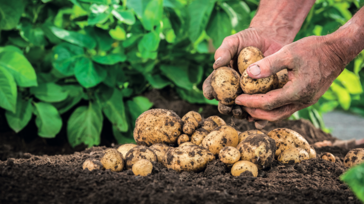 Kartoffel Reise Knolle Ernte